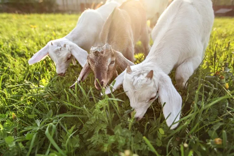 Kambing & Sapi Pak Kemis: Solusi Terbaik untuk Kebutuhan Peternakan Cilacap